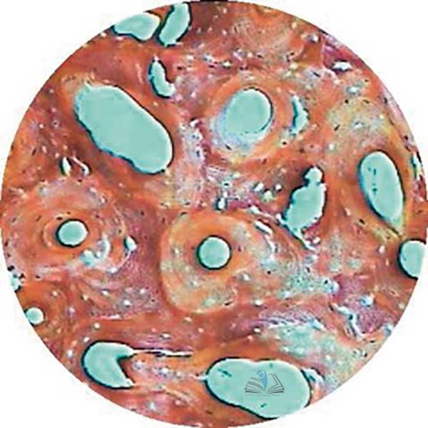 Prepared Microscope Slide - Compact Bone Decalcified Femur T.S.