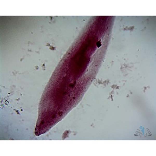 Prepared Microscope Slide - Paramecium caudatum W.M.