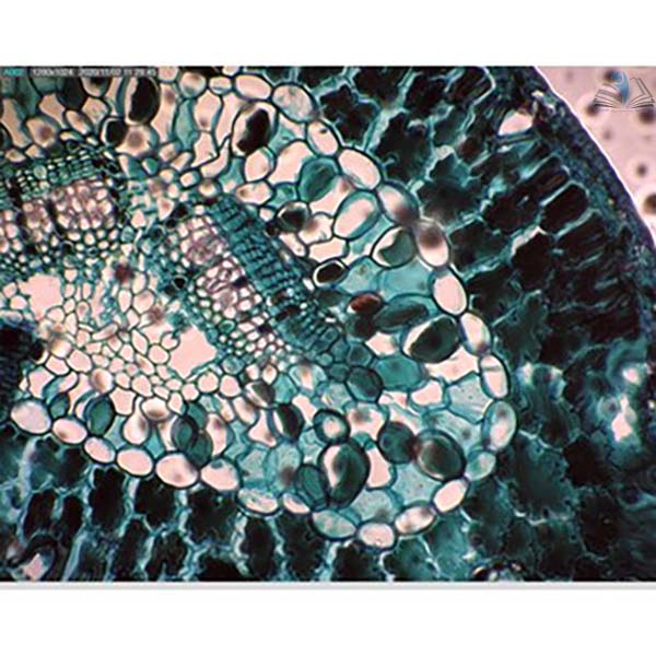 Prepared Microscope Slide - Pine (Pinus) Leaf T.S.