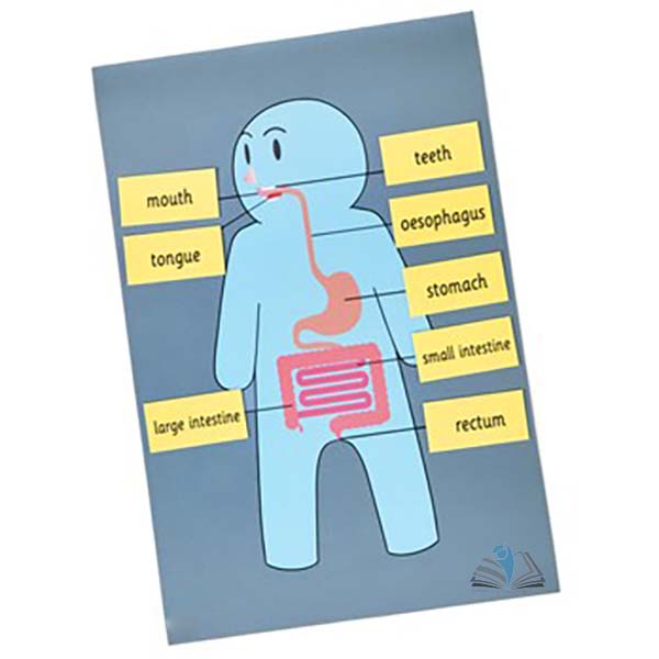 Table Top Digestive Mat