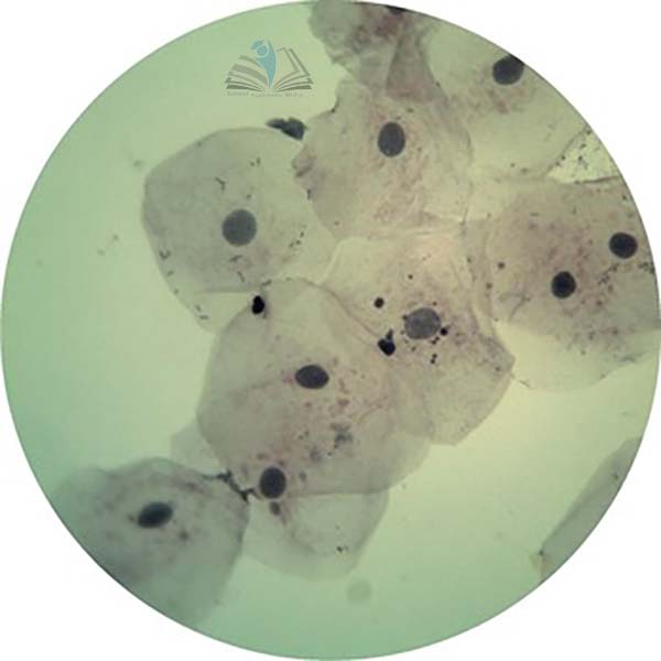 Prepared Microscope Slide Set - Connective Tissues and Systems of Movement