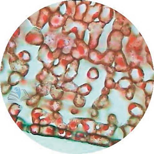 Prepared Microscope Slide - French Bean (Phaseolus) Leaf T.S