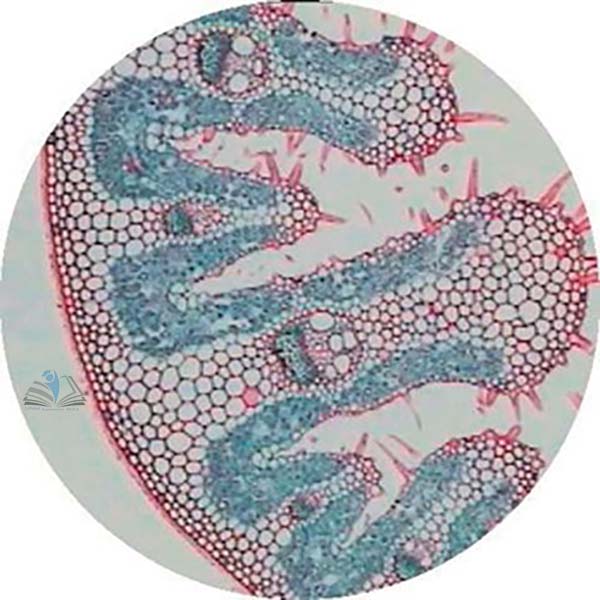 Prepared Microscope Slide - Monocot and Dicot Root Comparison Slide