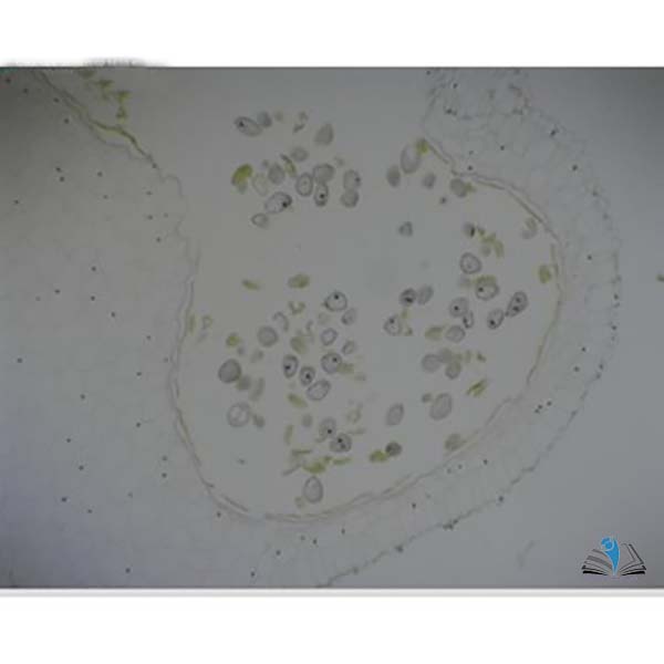 Prepared Microscope Slide - Lily (Lilium regale) Anthers T.S.