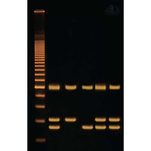 Identification of Genetically Modified Food Kit