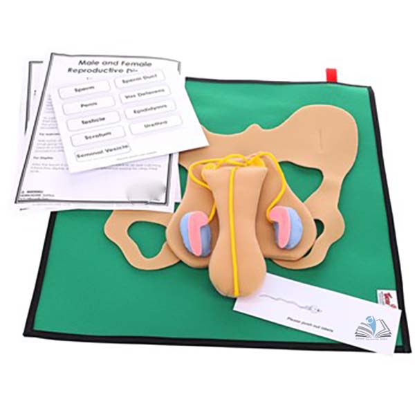 Male Reproductive Model