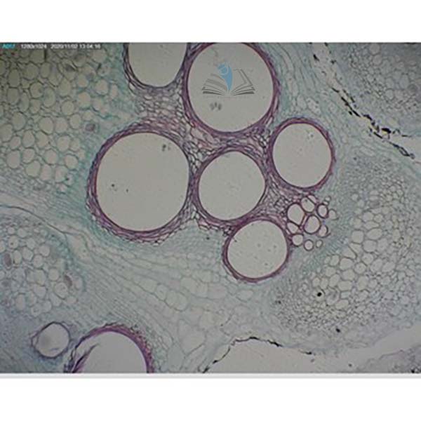 Prepared Microscope Slide - Pumpkin (Cucurbita) Stem with Sieve Tubes T.S.