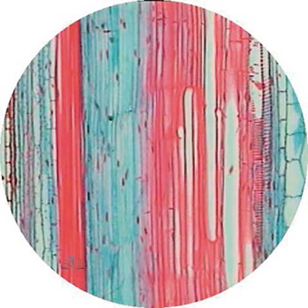 Prepared Microscope Slide - Deadnettle (Lamium) Stem T.S.