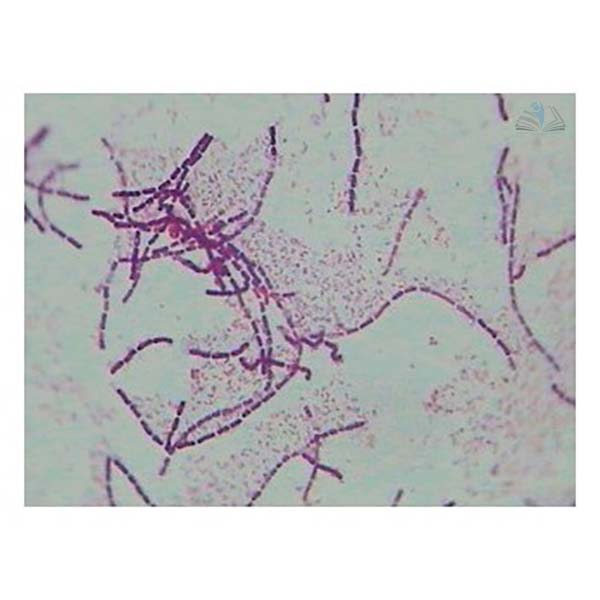 Prepared Microscope Slide - Gram +ve and Gram -ve Bacilli W.M.