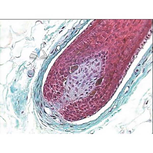 Prepared Microscope Slide - Human Plantar Skin V.S.