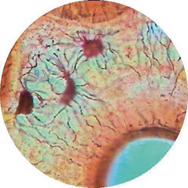 Prepared Microscope Slide - Connective Tissue Yellow Elastic L.S.