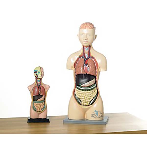 Human Torso Model