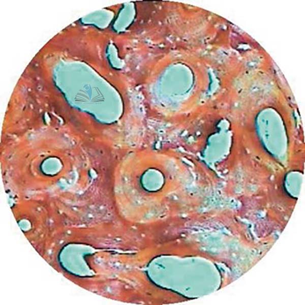 Prepared Microscope Slide Set - Histology