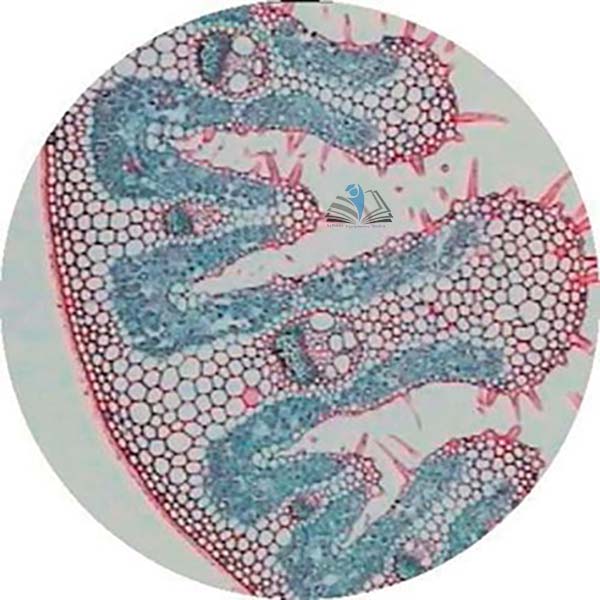 Prepared Microscope Slide - Maize (Zea mays) Leaf T.S.