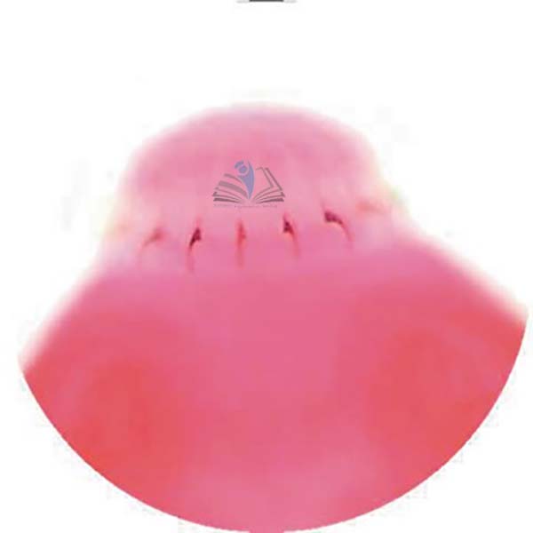 Prepared Microscope Slide - Planarian Worm T.S.