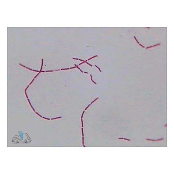 Prepared Microscope Slide - Bacillus megatherium W.M.