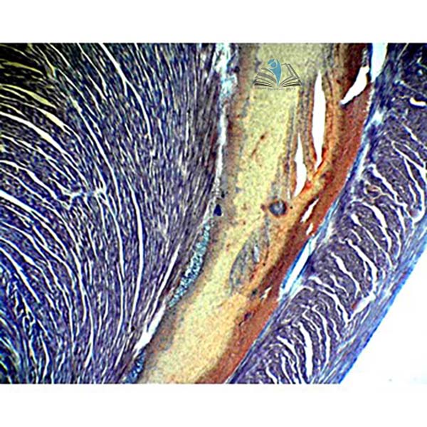 Prepared Microscope Slide - Small Mammal Entire Heart L.S.