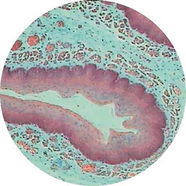 Prepared Microscope Slide - Oesophagus (Rabbit) T.S.