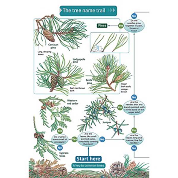 The Trees Name Trail