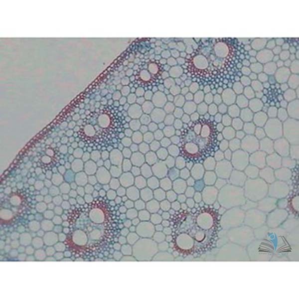 Prepared Microscope Slide - Pondweed (Potamogeton - Hydrophyte) Stem T.S.
