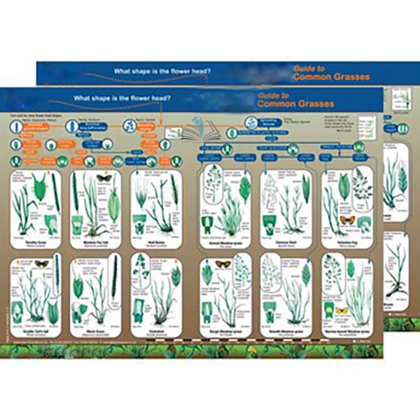 Identification Guide British Grasses