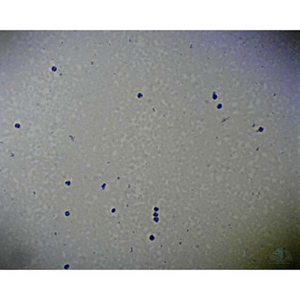 Prepared Microscope Slide - Human Blood