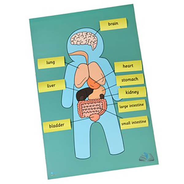 Body Organs Mat