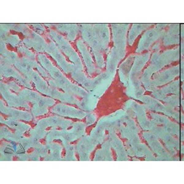 Prepared Microscope Slide Set - Histology II