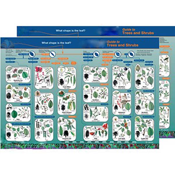 Identification Guide British Trees and Shrubs