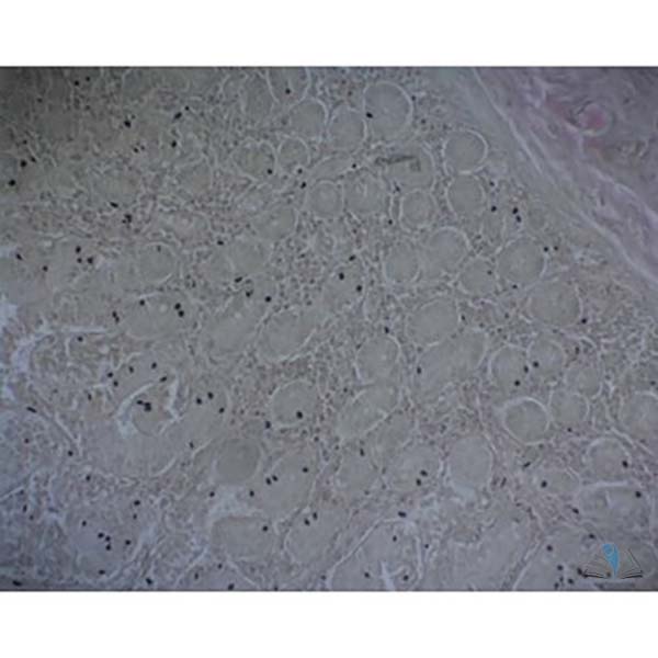 Prepared Microscope Slide - Non-striated (Smooth) Muscle Intestinal Wall