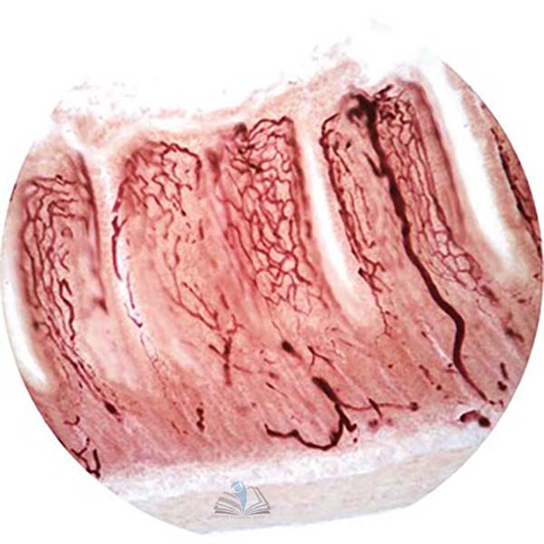 Prepared Microscope Slide - Small Intestine T.S.