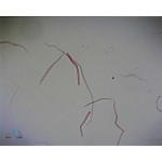 Prepared Microscope Slide - Pine (Pinus) Stem to Show Xylem Tubes W.M.