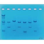 DNA Fingerprinting Using Restriction Enzymes Kit