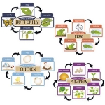 Life Cycles Mini Bulletin Board