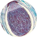 Prepared Microscope Slide - Lycopodium Stem T.S.