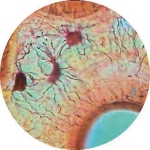 Prepared Microscope Slide - Trachea/Bronchus Pseudostratified Ciliated Columnar Epithelium T.S.