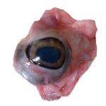 Pig Eyes (Preserved)