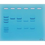 Cancer Gene Detection Kit
