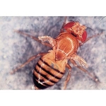 Drosophila: Wild Type, Scarlet Eye
