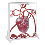 3D Pumping Heart