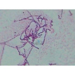 Prepared Microscope Slide Set - Prokaryotes