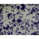 Prepared Microscope Slide - Brewers Yeast (Saccharomyces cerevisae) Budding Cells W.M.