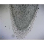 Prepared Microscope Slide - Broad Bean (Vicia faba) Root Tip L.S.