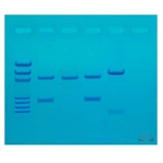 DNA Fingerprinting Made Simple Kit