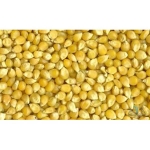 Laboratory Grade Seeds, Maize - 100g
