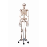 Plastic Skeleton - Full Size