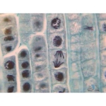 Prepared Microscope Slide - Sunflower (Helianthus) Mature Root T.S.