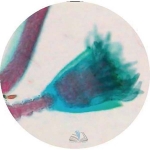 Prepared Microscope Slide - Hydra T.S.