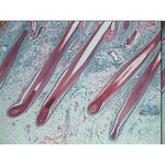 Prepared Microscope Slide Set - Human Anatomy Set 1