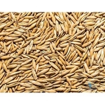 Laboratory Grade Seeds, Oat - 500g
